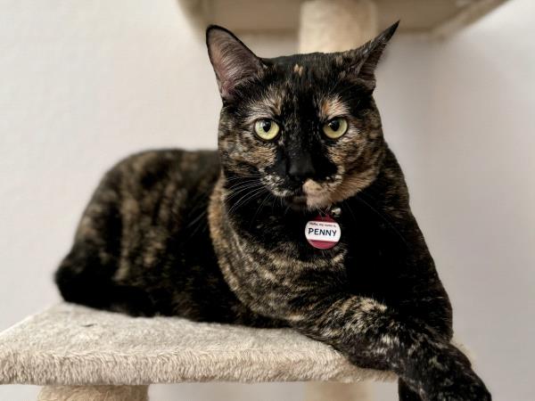 /Images/uploads/Friends of Seal Beach Animal Care Center/2025sbacc/entries/32112.jpg